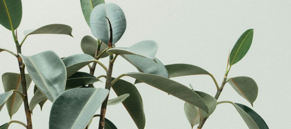 Historien bag de mest populære stueplanter